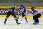 Eisbären zu Gast beim Meister